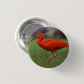 Badge Rond 2,50 Cm Écarlate IBIS (Devant & derrière)