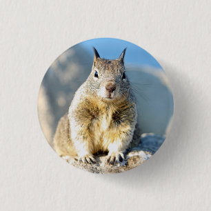 Badge Rond 2,50 Cm Écureuil gris, baie de Monterey, Californie