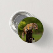 Badge Rond 2,50 Cm Écureuil roux bébé (Devant & derrière)