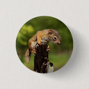 Badge Rond 2,50 Cm Écureuil roux bébé