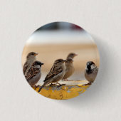 Badge Rond 2,50 Cm Éperviers (Devant)