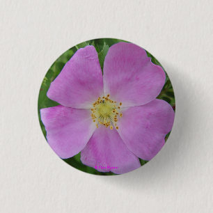 Badge Rond 2,50 Cm F11 Prairie Wild Rose "Rosa arkansana"