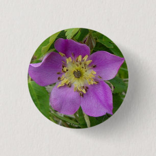 Badge Rond 2,50 Cm F13 Rose sauvage de l'Alberta Rosa acicularis