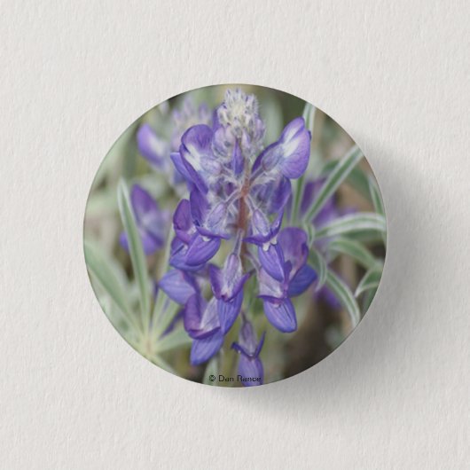 Badge Rond 2,50 Cm F18 Lupine annuelle des Fleurs sauvages pourpres (Devant)