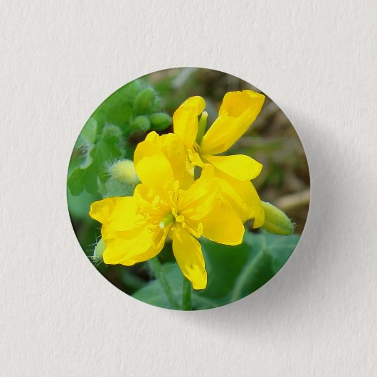 Badge Rond 2,50 Cm F44 Mustard sauvage Fleur sauvage jaune (Devant)