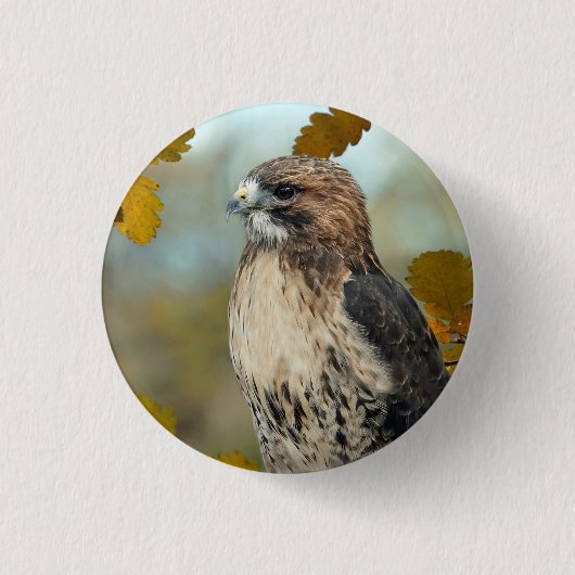 Badge Rond 2,50 Cm Faune Red Tail Hawk Automne Photo (Devant)