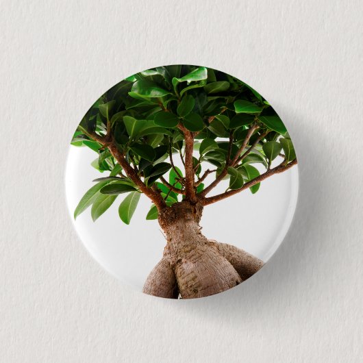 Badge Rond 2,50 Cm Ficus Ginseng (Devant)