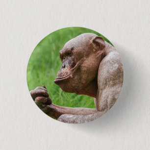 Badge Rond 2,50 Cm Gros plan Chimpanzé sans cheveux