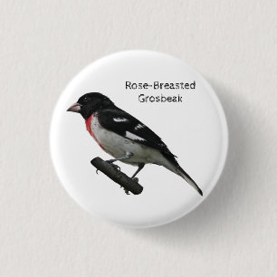 Badge Rond 2,50 Cm Grosbeak à poitrine rose