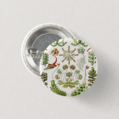 Badge Rond 2,50 Cm Hepaticae Lebermoose par Ernst Haeckel (Devant & derrière)