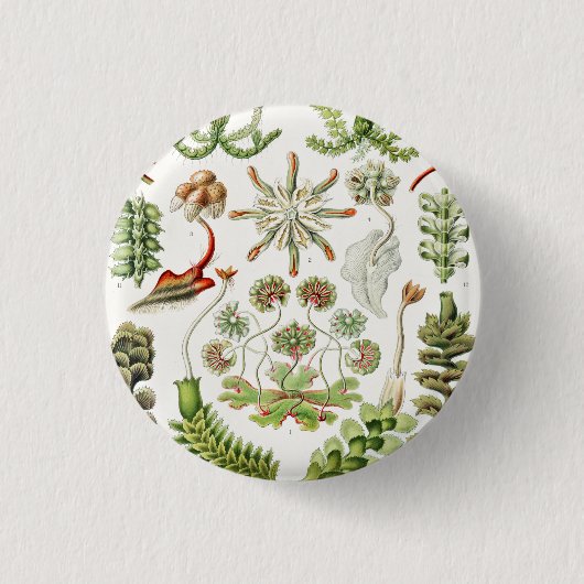 Badge Rond 2,50 Cm Hepaticae Lebermoose par Ernst Haeckel (Devant)