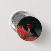 Badge Rond 2,50 Cm Honneur de Scarlet Oiseau exotique (Devant & derrière)