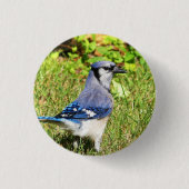 Badge Rond 2,50 Cm Jay bleu du nord (Devant)