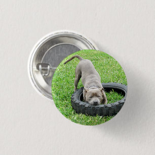 Badge Rond 2,50 Cm Jeune Staffy mâle jouant avec son pneu,