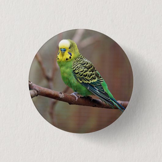Badge Rond 2,50 Cm Jolie Perruque verte (Devant)