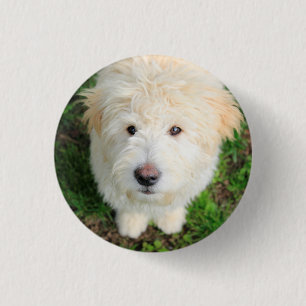 Badge Rond 2,50 Cm Le Chiot De Goldendoodle En Regardant La Caméra