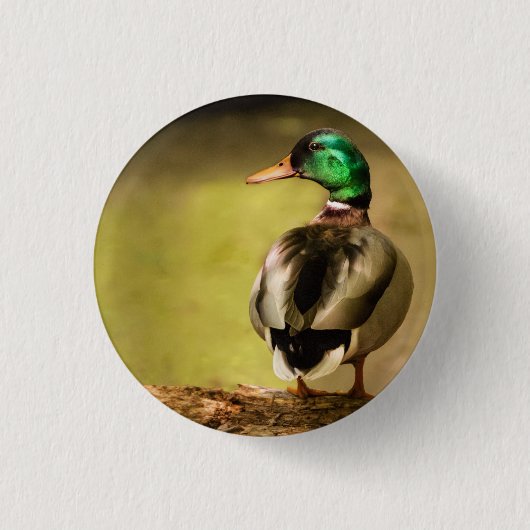 Badge Rond 2,50 Cm Mallard Duck (Devant)