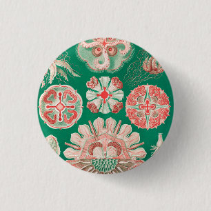 Badge Rond 2,50 Cm Méduse, Discomedusae par Ernst Haeckel