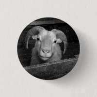 mouton islandais
