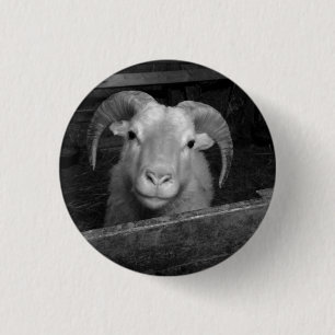 Badge Rond 2,50 Cm mouton islandais