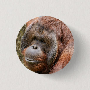 Badge Rond 2,50 Cm Orangoutan mâle