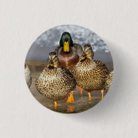 Photo de la faune de Mallard Ducks