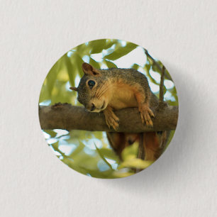 Badge Rond 2,50 Cm Photo nature d'écureuil mignonne et curieuse