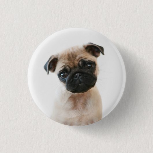 Badge Rond 2,50 Cm Portrait Carlin bébé (Devant)