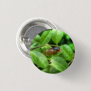 Badge Rond 2,50 Cm Red Eyed Cicada