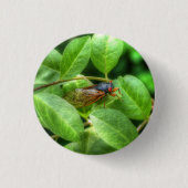 Badge Rond 2,50 Cm Red Eyed Cicada (Devant)