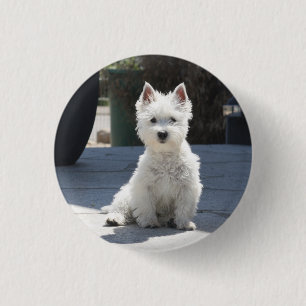 Badge Rond 2,50 Cm Terrier des montagnes occidental blanc se reposant