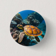 Tortue de mer récif de corail sous l'eau