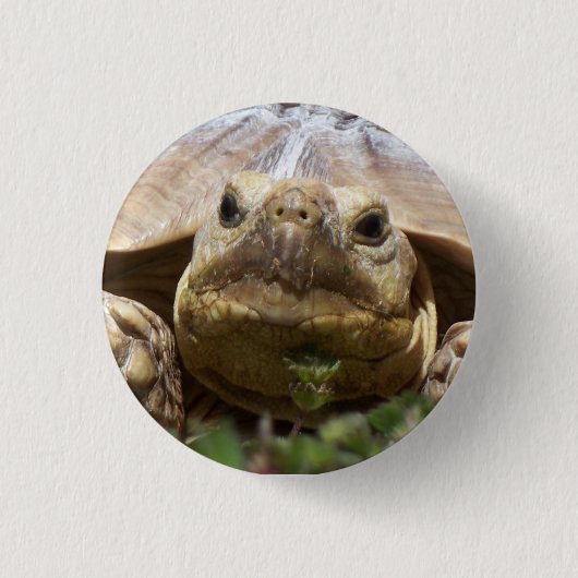 Badge Rond 2,50 Cm Tortue de Sulcata (Devant)