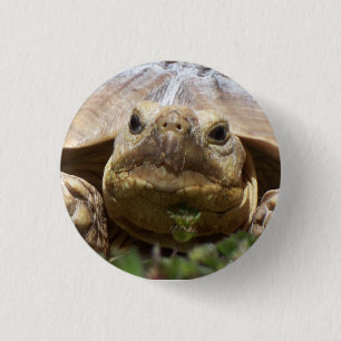 Badge Rond 2,50 Cm Tortue de Sulcata