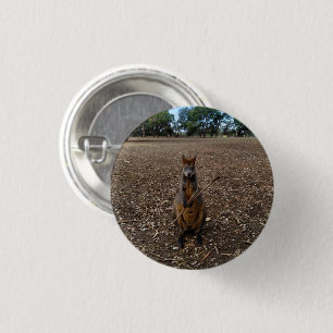 Badge Rond 2,50 Cm Wallaby Australienne Tenant Un Bâton,