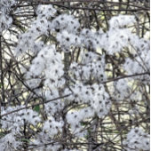 BADGE ROND 2,50 CM WILD CLEMATIS