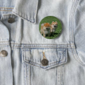 Badge Rond 5 Cm 2 Pomeranians regardant l'appareil-photo (En situation)