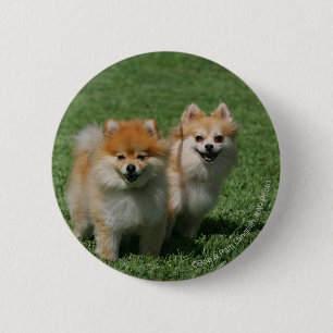 Badge Rond 5 Cm 2 Pomeranians regardant l'appareil-photo