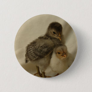 Badge Rond 5 Cm 2 poulets bleus/gris