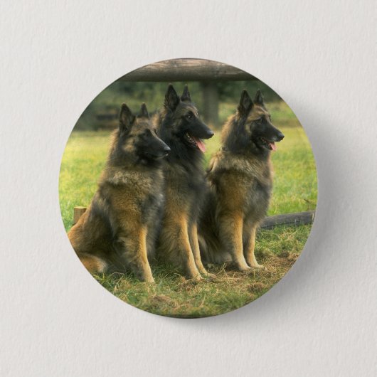 Badge Rond 5 Cm 3 bergers allemands (Devant)