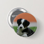 Badge Rond 5 Cm 6 semaine vieux border collie (Devant & derrière)