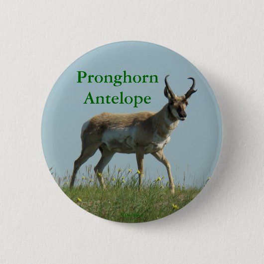 Badge Rond 5 Cm A10 Pronghorn Antelope (Devant)