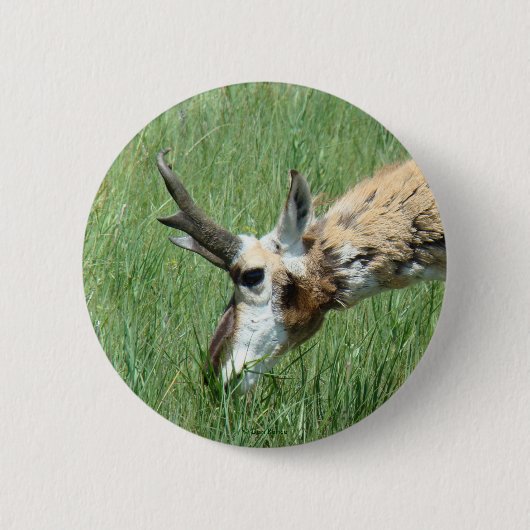 Badge Rond 5 Cm A11 Pronghorn Antelope (Devant)