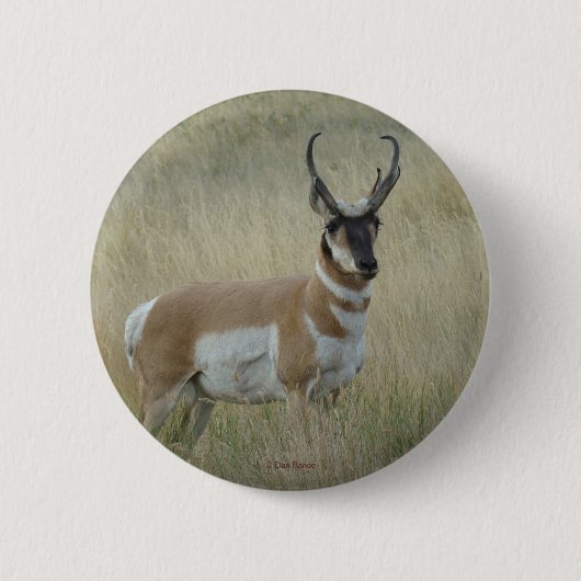 Badge Rond 5 Cm A8 Pronghorn Antelope (Devant)