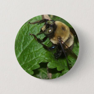 Badge Rond 5 Cm Abeille sur baume de citron
