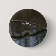 Aigle de Bald en vol