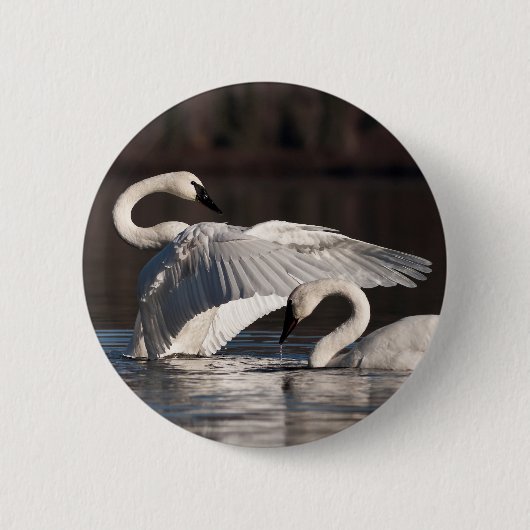Badge Rond 5 Cm Aimer les cygnes (Devant)