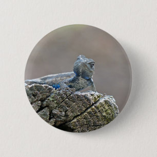 Badge Rond 5 Cm Alligator du ventre bleu Lizard