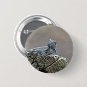 Badge Rond 5 Cm Alligator du ventre bleu Lizard (Devant & derrière)