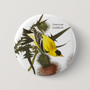 Badge Rond 5 Cm American Goldfinch by John James Audubon, Bird